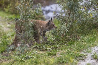 One Eurasian lynx, (Lynx lynx), walking between rocks and green vegetation. Side view