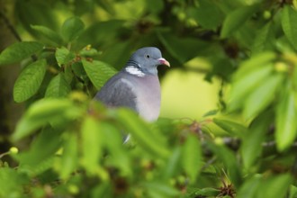 Wood Pigeon (Columba palumbus), adult bird, perched in a Cherry tree, in the rain, Hesse, Germany,