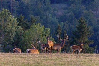 A herd of Altai maral, Altai wapiti or Altai elk (Cervus canadensis sibiricus) stand on a meadow in