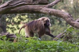 One adult male Gelada (Theropithecus gelada), or bleeding-heart monkey walking through riverine