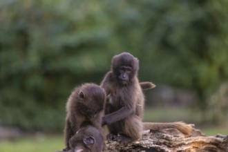 Three baby Gelada (Theropithecus gelada), or bleeding-heart monkey playing on a log. A green forest