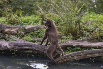 One female Gelada (Theropithecus gelada), or bleeding-heart monkey standing tall on a log at a