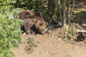 One adult male eurasian brown bear (Ursus arctos arctos) walking thru a forest on hilly ground.