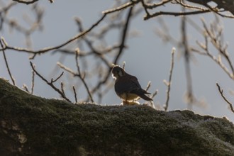 One American kestrel (Falco sparverius) sitting on a branch in early morning backlight with a blue