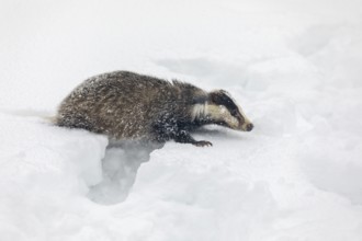 One young European badger (Meles meles) walking through deep snow during snow fall