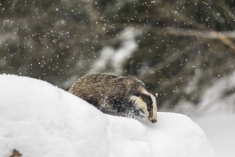 One young European badger (Meles meles) walking through deep snow during snow fall