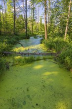 Forest creek in the Bialowieza National Park in Podlaskie Voivodeship, eastern Poland. Adjacent to