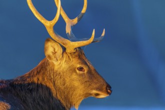 Portrait of a Dibowsky stag at sunrise, Cervus nippon hortulorum