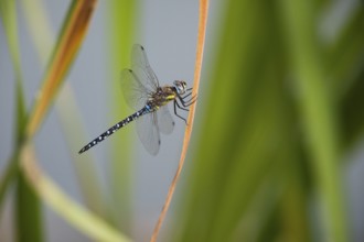 Autumn mosaic damselfly (Aeshna mixta), male resting on a dead plant leaf, Hesse, Germany, Europe