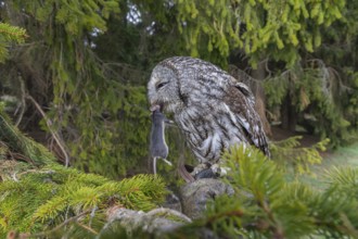 One tawny owl or brown owl (Strix aluco) sitting on a branch of a spruce tree, feeding on a mouse