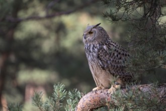 One Siberian Eagle Owl (Bubo bubo sibiricus) sitting on a branch in a forest