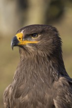 Portrait of Aquila nipalensis, steppe eagle, in late light with green background