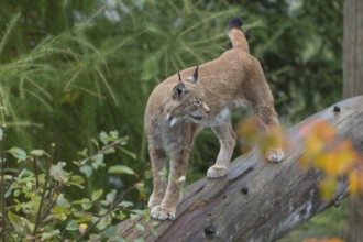 One Eurasian lynx, (Lynx lynx), standing on fallen dead tree with a green natural background and