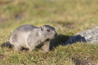 One young Alpine Marmot, Marmota marmota, running over a green meadow towards the camera.