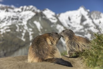 Two Alpine Marmot, Marmota marmota, resting in front of his den. Grossglockner mountain with blue