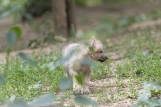 One four weeks old Arctic wolf cub (Canis lupus arctos) walking over green forest ground towards