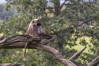 Portrait of an adult male Gelada (Theropithecus gelada), or bleeding-heart monkey, resting on a log