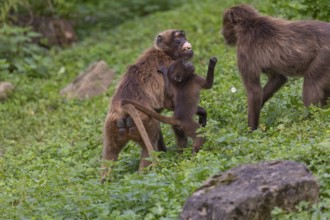 One baby Gelada (Theropithecus gelada), or bleeding-heart monkey between two adult females