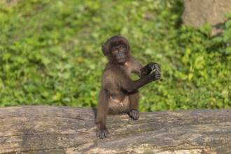 One baby Gelada (Theropithecus gelada), or bleeding-heart monkey playing on a log