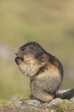 One Alpine Marmot, Marmota marmota, sitting on a rock. Side view. Green background. Grossglockner