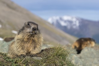 Two Alpine Marmots, Marmota marmota, resting on a rock with mountains in the distant background.