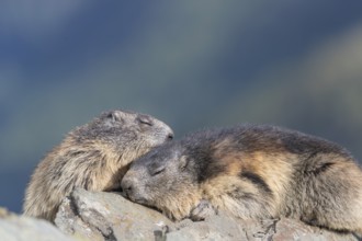 Two Alpine Marmots, Marmota marmota, resting on a rock with mountains in the distant background.