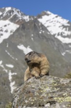 One adult Alpine Marmot, Marmota marmota sitting on a rock. Rocks and mountains in the distant