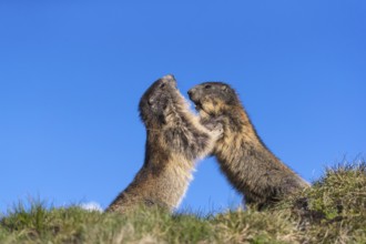 Two Alpine Marmots playfighting, Marmota marmota, with blue sky in the background. Grossglockner