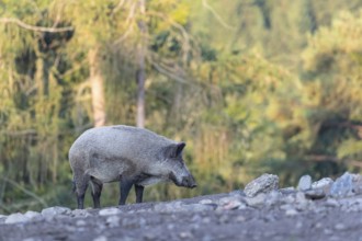 One adult wild boar or wild pig (Sus scrofa) walking over an opening with a green forest in the