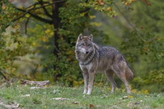 One eurasian gray wolf (Canis lupus lupus) standing on a hill on green grass with a forest in fall