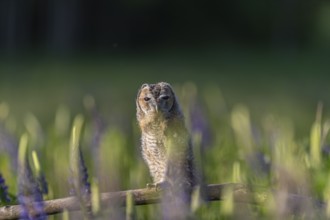 One young Ural owl (Strix uralensis) sitting on a branch lying in a field of flowering lupines in