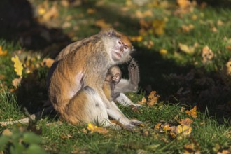 One female patas monkey (Erythrocebus patas)with her baby in late light on a green meadow