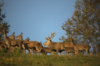 A herd of female red deer standing on a meadow in sweet evening light