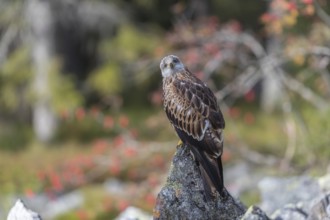 One Red kite, Milvus milvus, sitting on a stone in a field of stones in early morning light and an