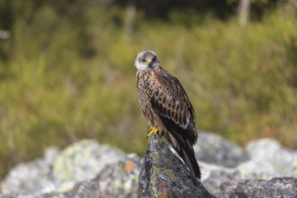 One Red kite, Milvus milvus, sitting on a stone in a field of stones in early morning light and an