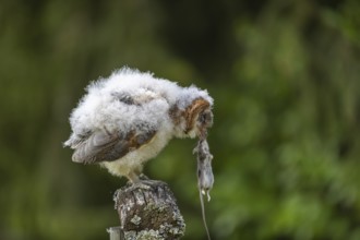 One young barn owl (Tyto alba) sitting on a branch lying in a meadow in late evening light