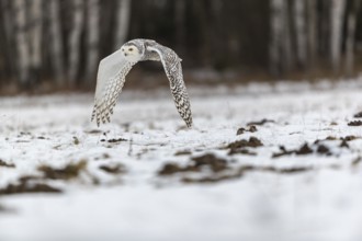 One snowy owl, Bubo scandiacus, Bubo scandiaca, Nyctea scandiaca flying over a snowy meadow with a