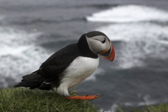 Atlantic Puffin, Common Puffin. Fratercula arctica, at the cliffs of Latrabjarg, Iceland, Europe