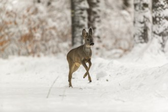 One young male Roe Deer, Roe buck (Capreolus capreolus), walking through a forest in deep snow.