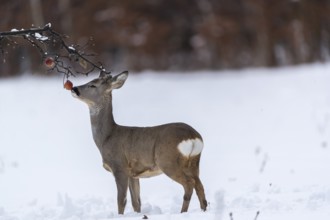 One young male Roe Deer, Roe buck (Capreolus capreolus), feeding on an apple, standing on a snowy