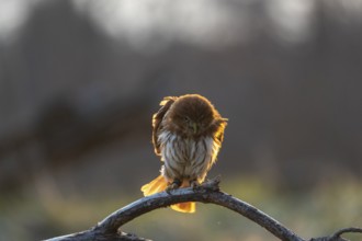 One East Brazilian pygmy owl (Glaucidium minutissimum), also known as least pygmy-owl or Sick's