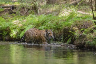 One young female Siberian Tiger, Panthera tigris altaica, walking thru the cool fresh water of a