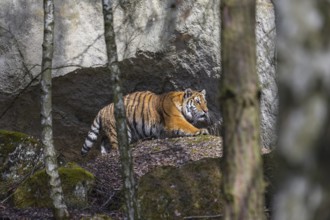 One young female Siberian Tiger, Panthera tigris altaica, walking over rocks in a forest. Early