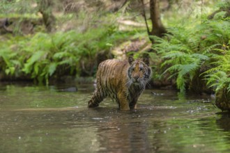 One young female Siberian Tiger, Panthera tigris altaica, walking thru the cool fresh water of a