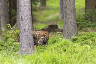 One young female Siberian Tiger, Panthera tigris altaica, standing in a forest of pine trees with