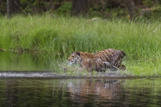 One young female Siberian Tiger, Panthera tigris altaica, running thru the shallow water of a pond