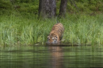 One young female Siberian Tiger, Panthera tigris altaica, running thru reed grass ashore a pond