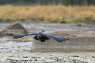 One common raven (Corvus corax) flying over a dry lakeshore on an autumnal misty cold morning