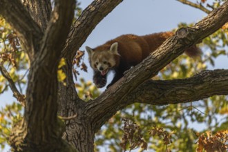 One red panda, Ailurus fulgens, walking on a branch high in a tree on a sunny day