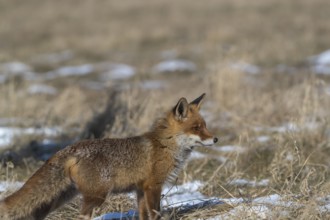 One red fox, Vulpes vulpes, running over a meadow with tall dry grass on a sunny day